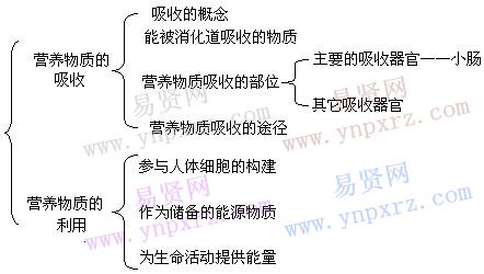 初二生物教案营养物质的吸收和利用