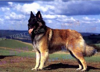 特伏丹犬的品种介绍比利时特伏丹犬给人的印象是一种匀称的中型犬