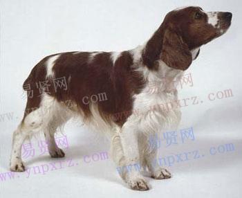 威尔斯激飞猎犬的品种介绍威尔士跳猎犬是一种独特而古老的品种,他的