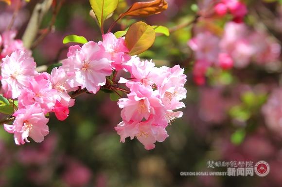 楚雄师范学院——樱花烂漫