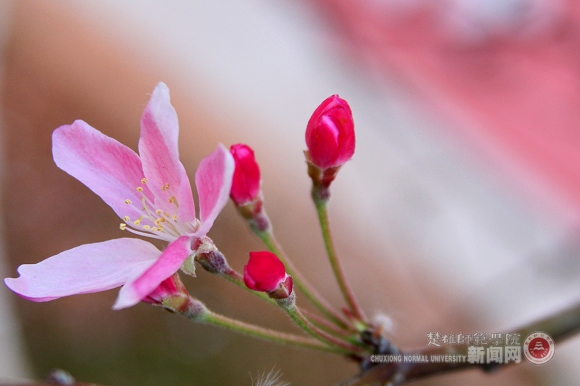 楚雄師范學院——櫻花爛漫