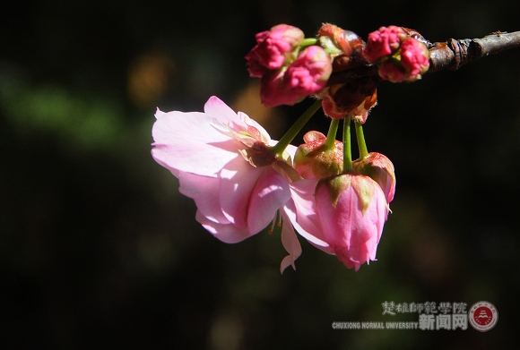 楚雄師范學院——櫻花爛漫