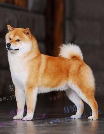 日本柴犬的品种介绍柴犬是体型中等并且又最古老的日本犬